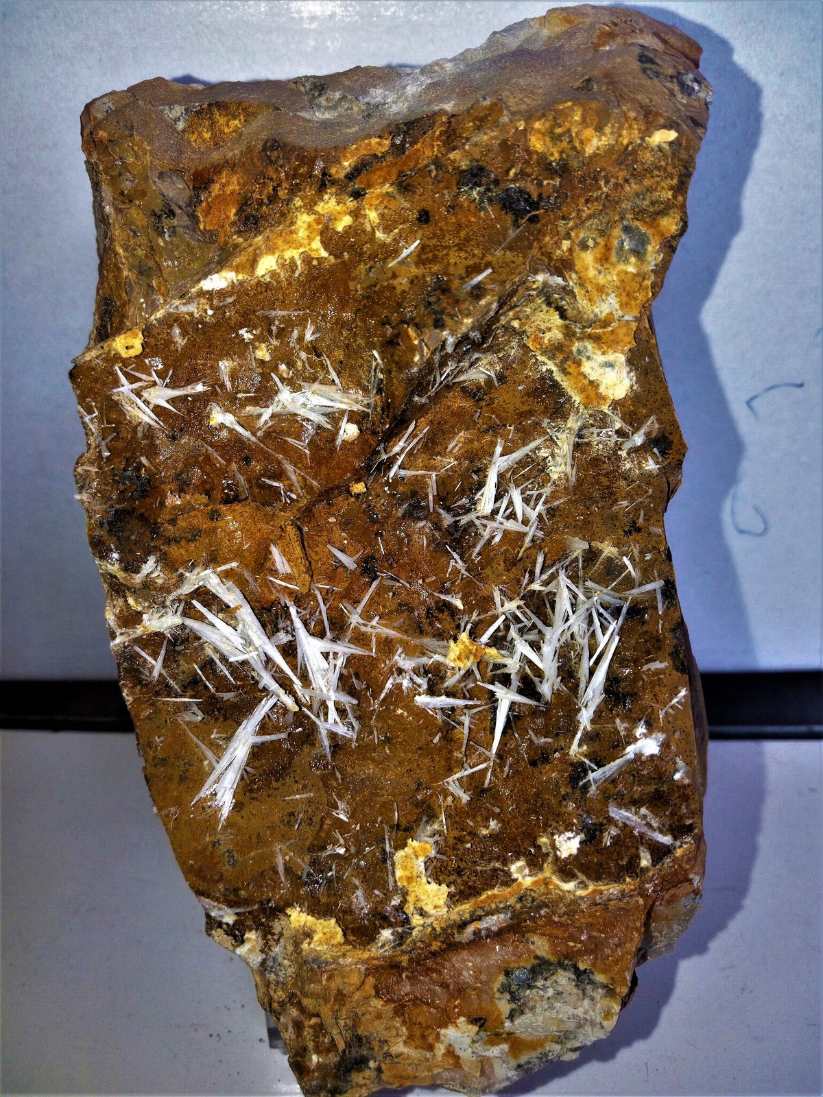 Celestina
10x6 cm
(Autor: Adri Rodríguez)