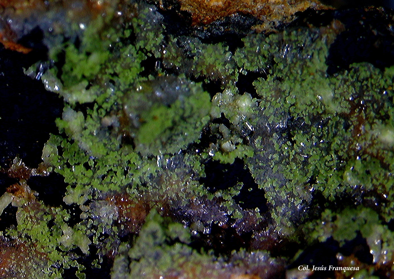 Hemimorfita y Duftita
5´89x4´90 mm.
(Autor: Jesus Franquesa Baucells)
