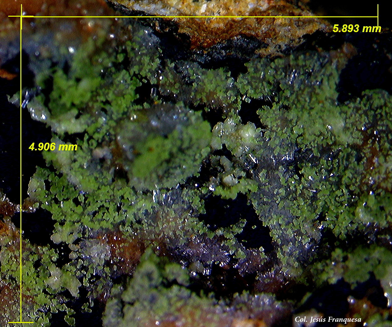 Hemimorfita y Duftita
5´89x4´90 mm.
(Autor: Jesus Franquesa Baucells)