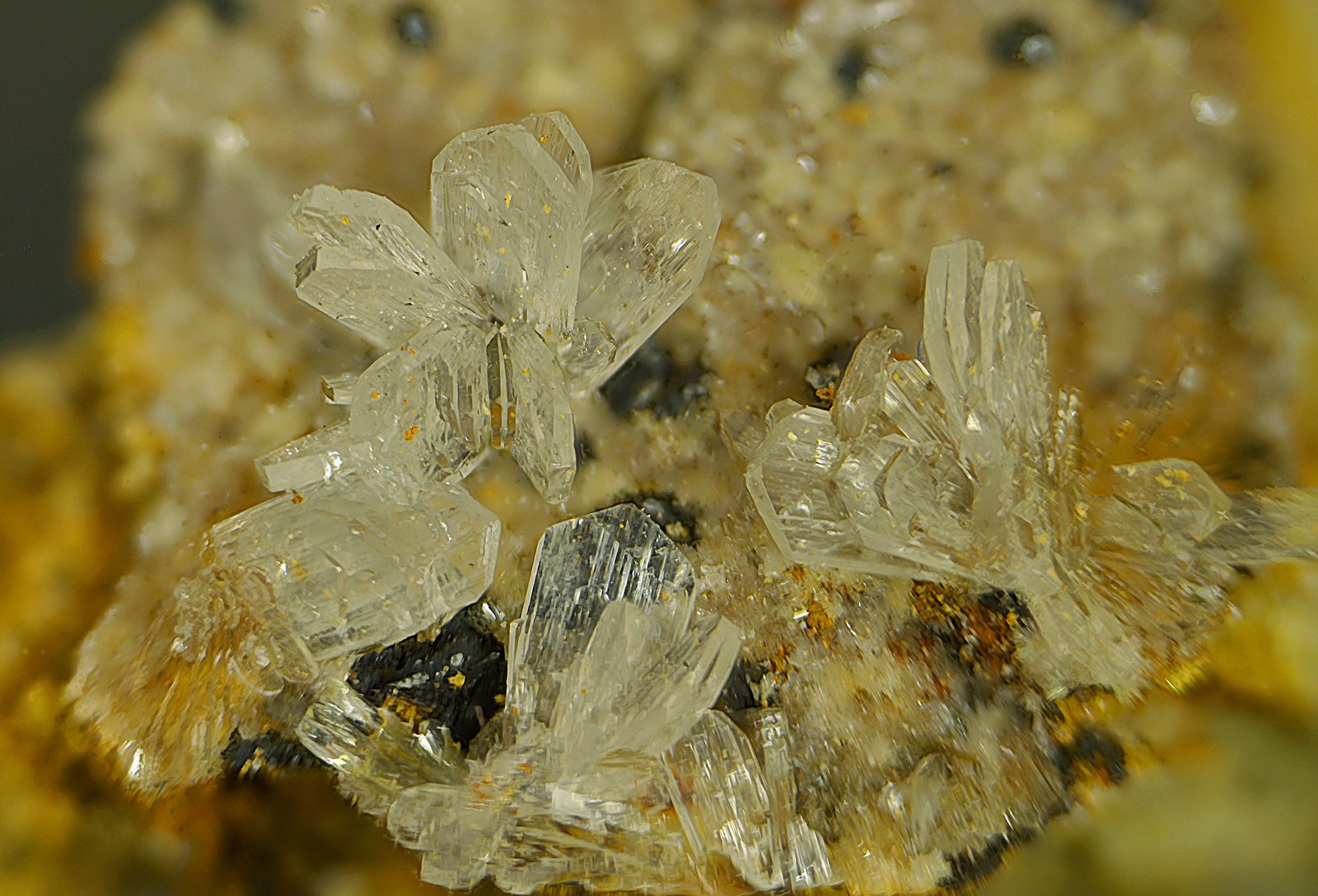 Hemimorfita
Campo de visión de 11 mm.
(Autor: Antonio Carmona)
