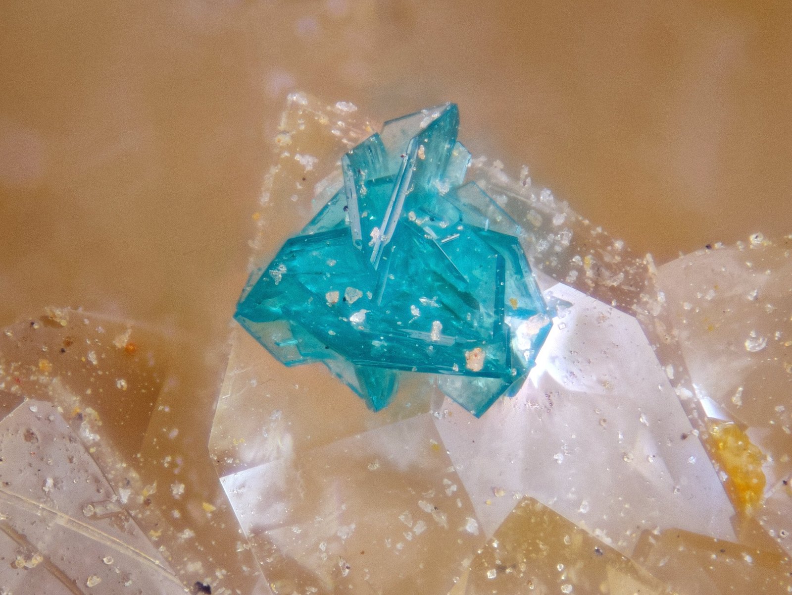 Herbertsmithita
Campo de visión 2,2 mm.
(Autor: Antonio P. López)
