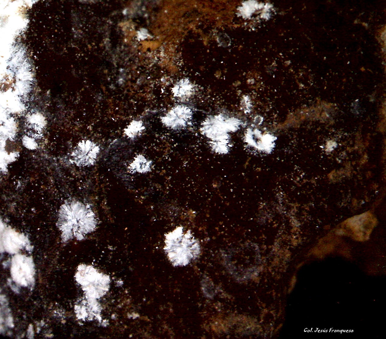 Hidrozincita.
2´631 x 2´294 mm.
(Autor: Jesus Franquesa Baucells)