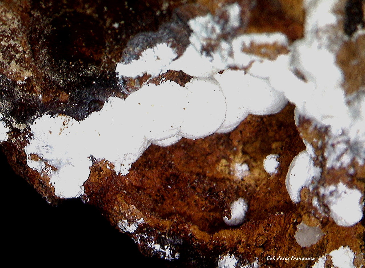 Hidrozincita.
2´389 x 0´740 mm.
(Autor: Jesus Franquesa Baucells)