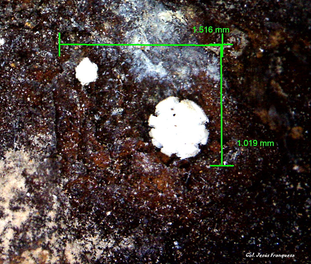 Hidrozincita.
1´516 x 1´019 mm.
(Autor: Jesus Franquesa Baucells)