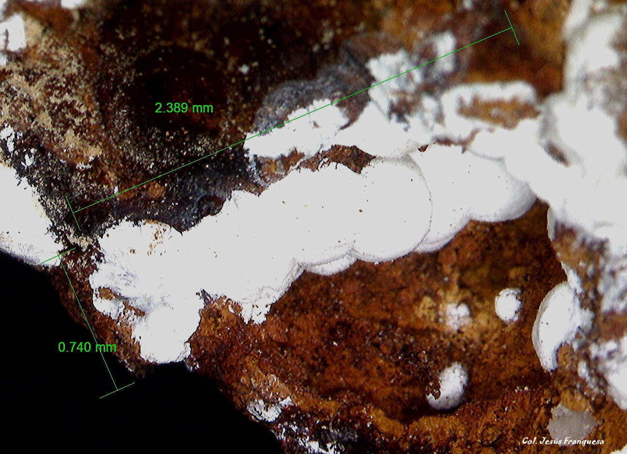 Hidrozincita.
2´389 x 0´740 mm.
(Autor: Jesus Franquesa Baucells)