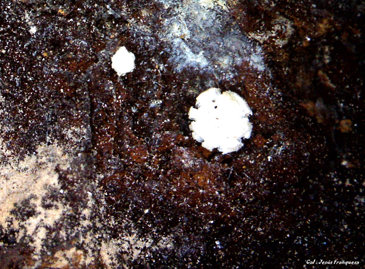 Hidrozincita.
1´516 x 1´019 mm.
(Autor: Jesus Franquesa Baucells)