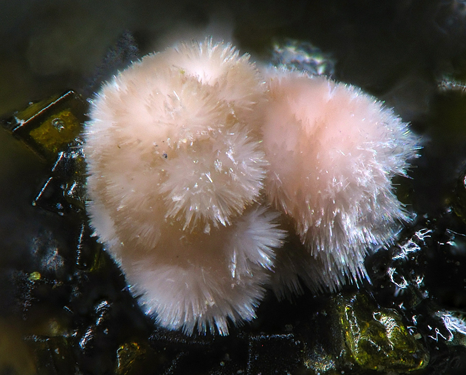 Hörnesita
1.3mm
(Autor: yowanni)