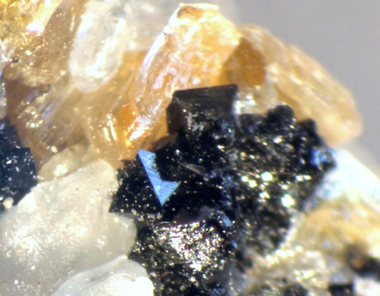 Humita
< 1 mm
(Autor: José Luis Zamora)