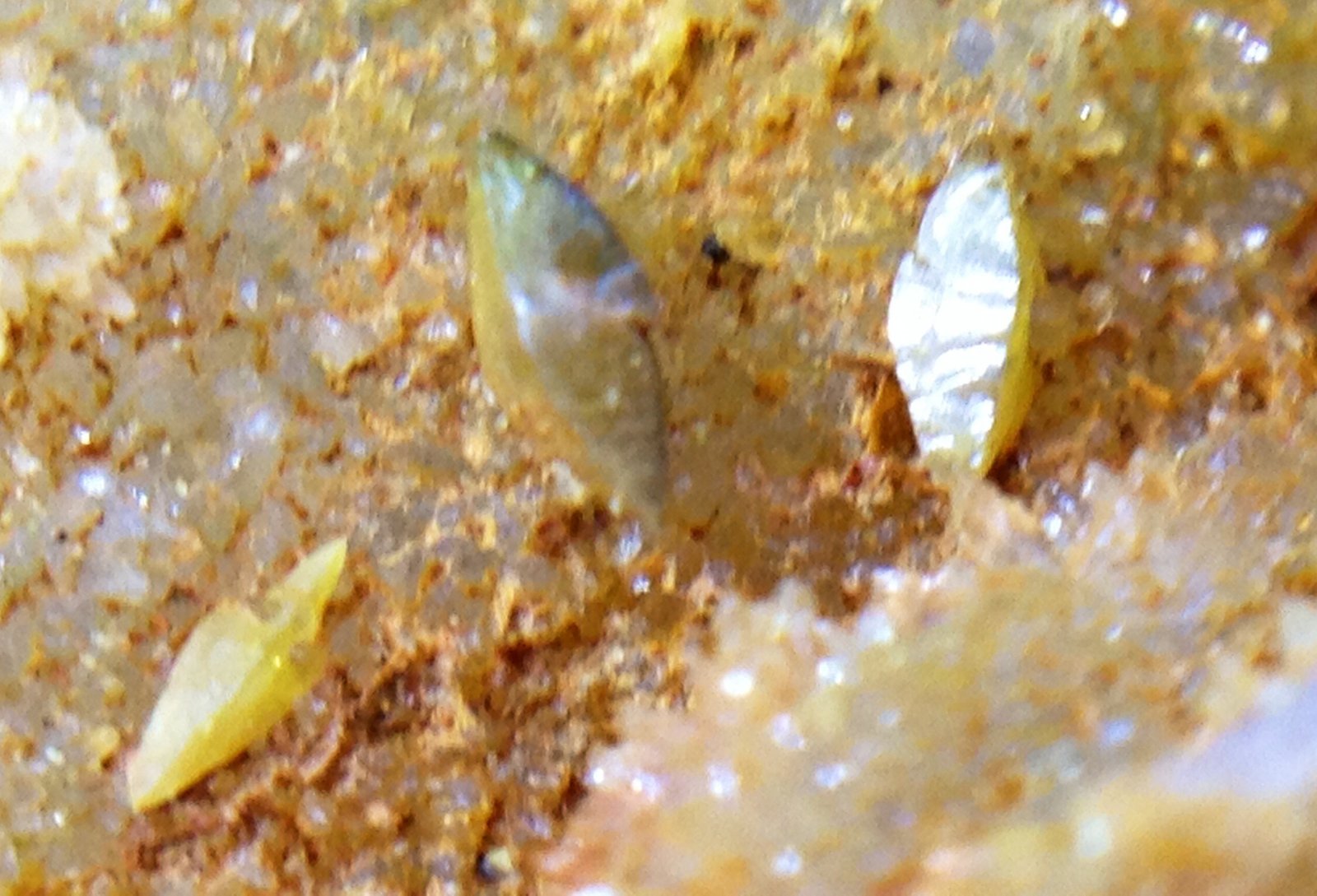 Wulfenita
Cristalitos de 1,5x1mm
(Autor: Emilio Téllez)