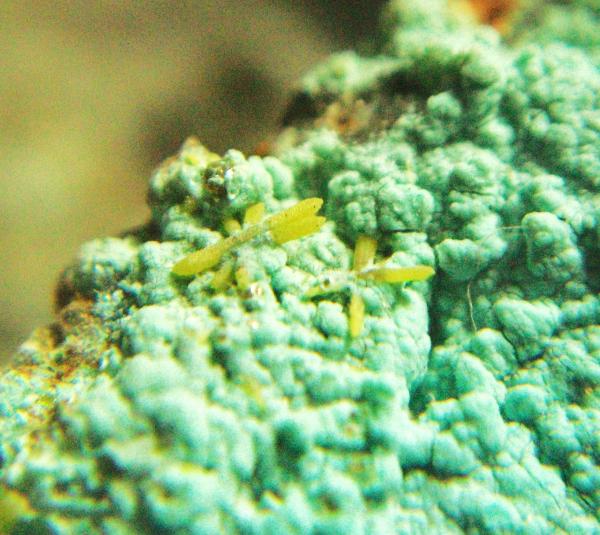 Mimetita
Cristales 2 mm.
(Autor: Nieves)