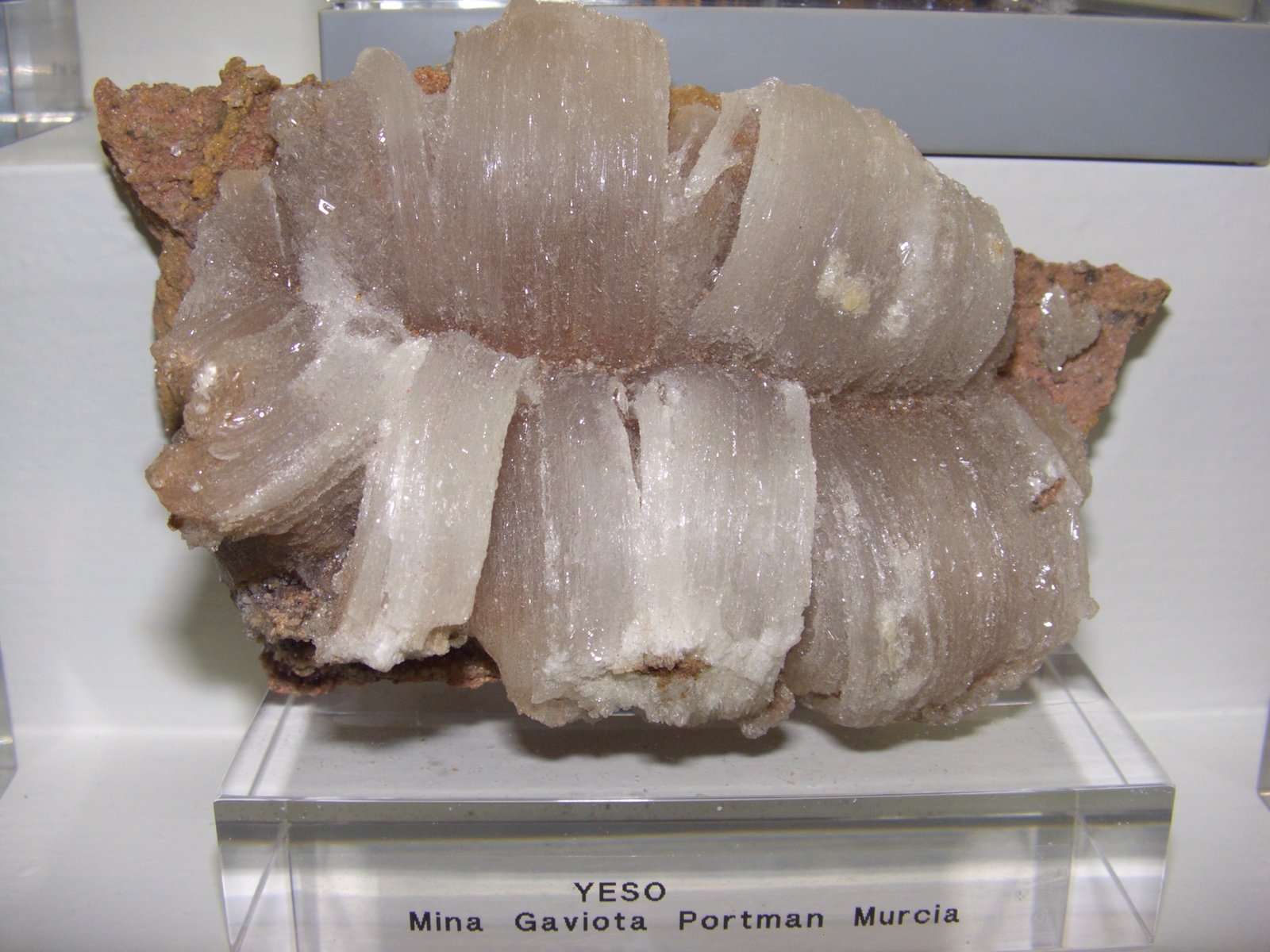 Yeso
13x7 cm
(Autor: jaume.vilalta)