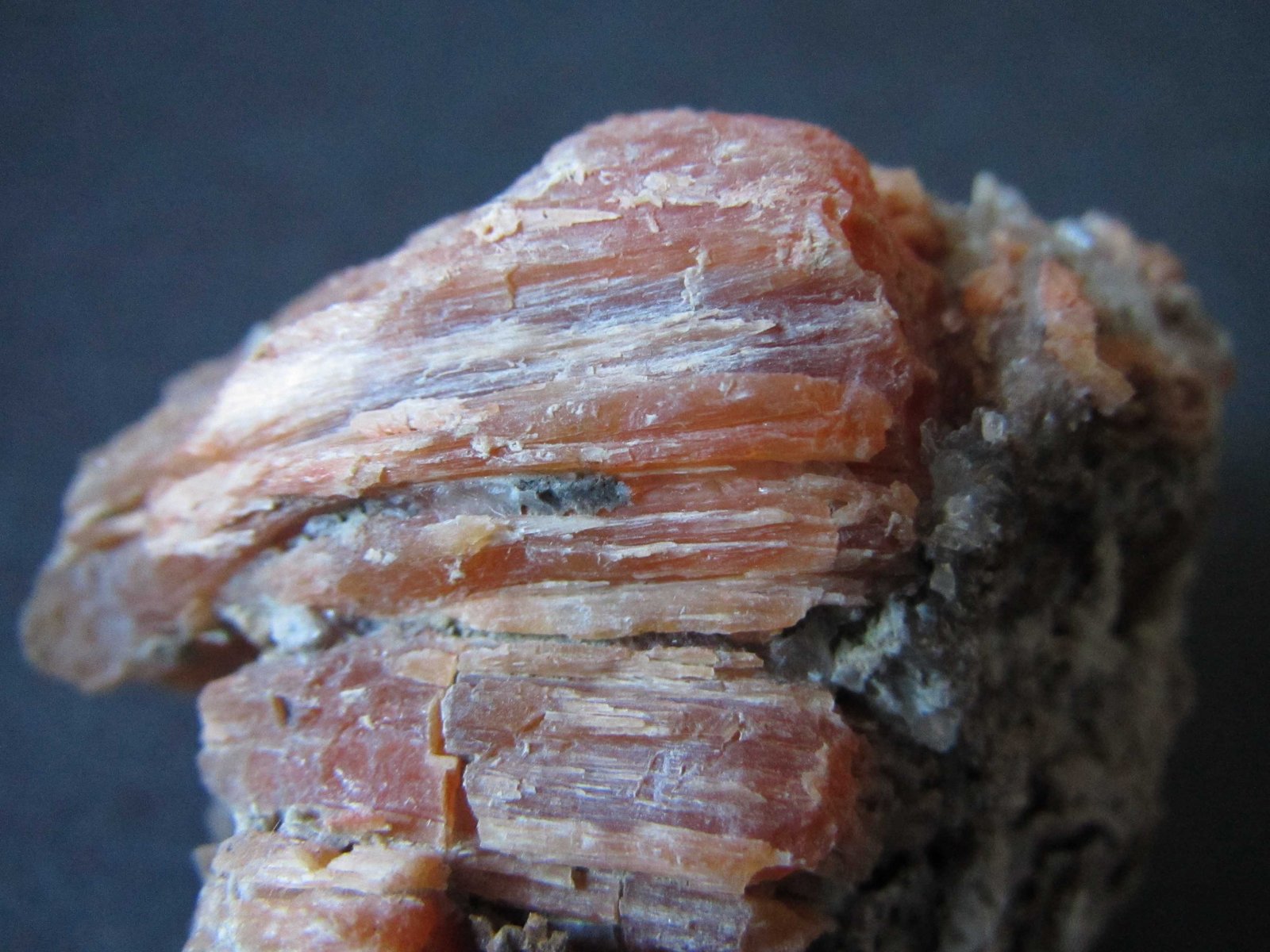 Celestina
4 cm. ancho de campo
(Autor: prcantos)