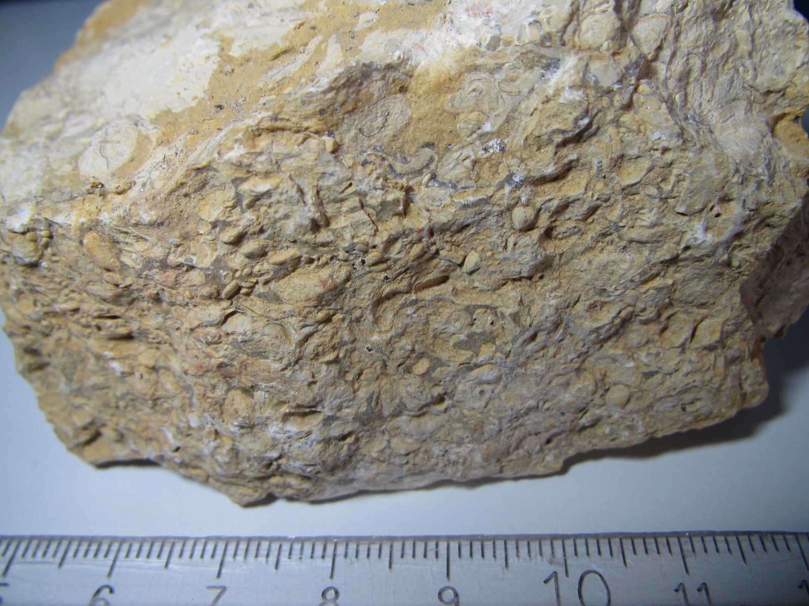 Caliza pisolítica
7 cm. ancho de campo
(Autor: prcantos)