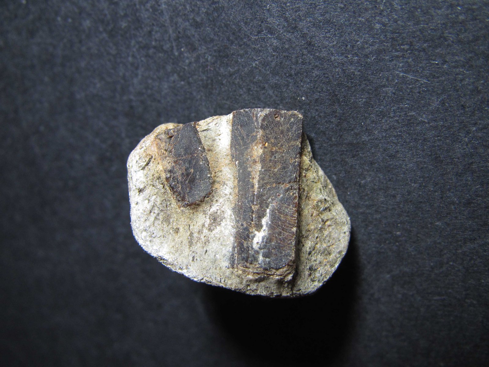 Estaurolita
2'5 x 2 cm.
(Autor: prcantos)