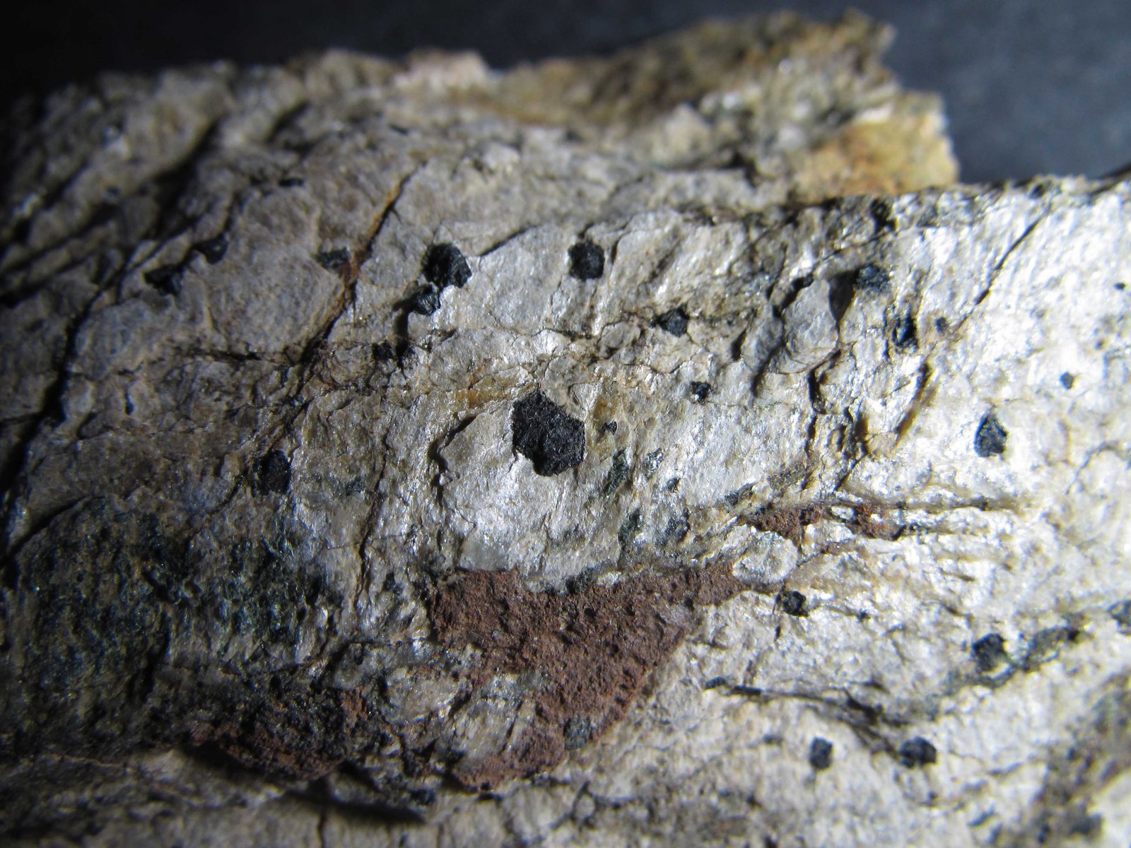 Cloritoide
4 cm. ancho de campo
(Autor: prcantos)