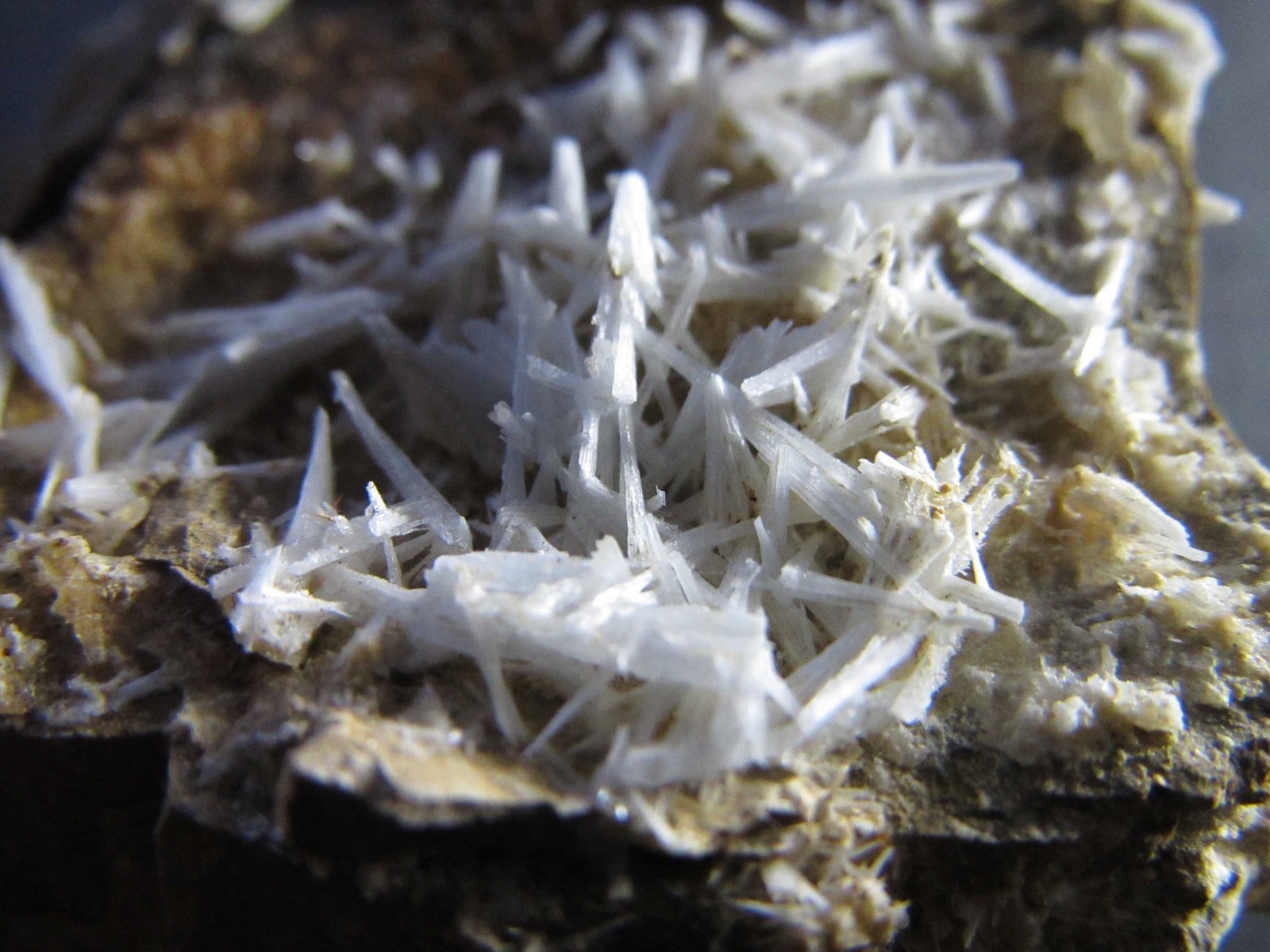 Celestina
3 cm. ancho de campo
(Autor: prcantos)