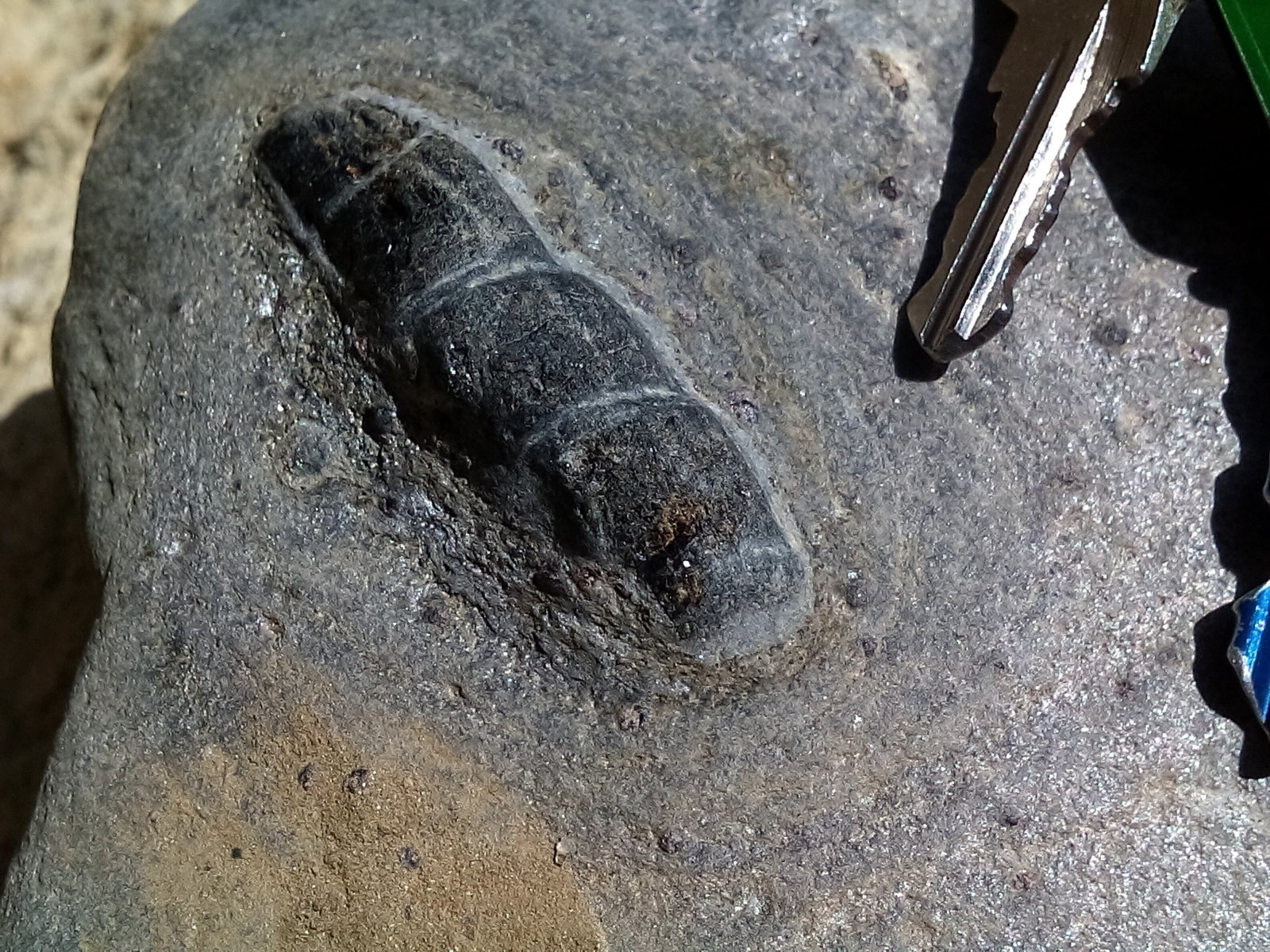 Pseudomorfo de andalucita en micaesquisto grafitoso con quiastolita (metacorneana quiastolítica)
Cristal de casi 4 cm.
(Autor: prcantos)