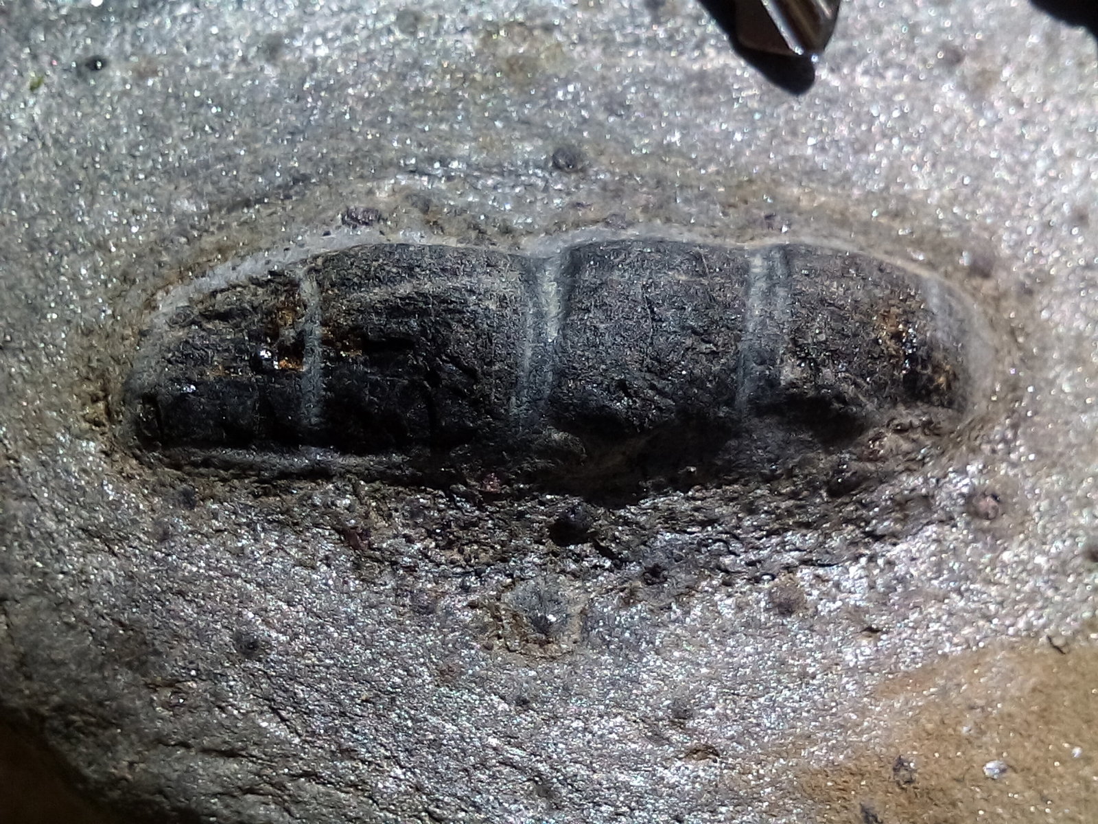 Pseudomorfo de andalucita en micaesquisto grafitoso con quiastolita (metacorneana quiastolítica)
Cristal de casi 4 cm.
(Autor: prcantos)