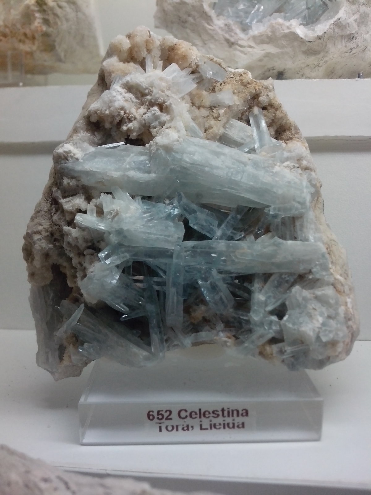 Celestina
8 x 8 x 5 cm
(Autor: DavidSG)