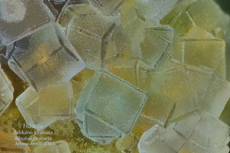 Fluorita
FOV = 3 mm
(Autor: Antonio Alcaide)