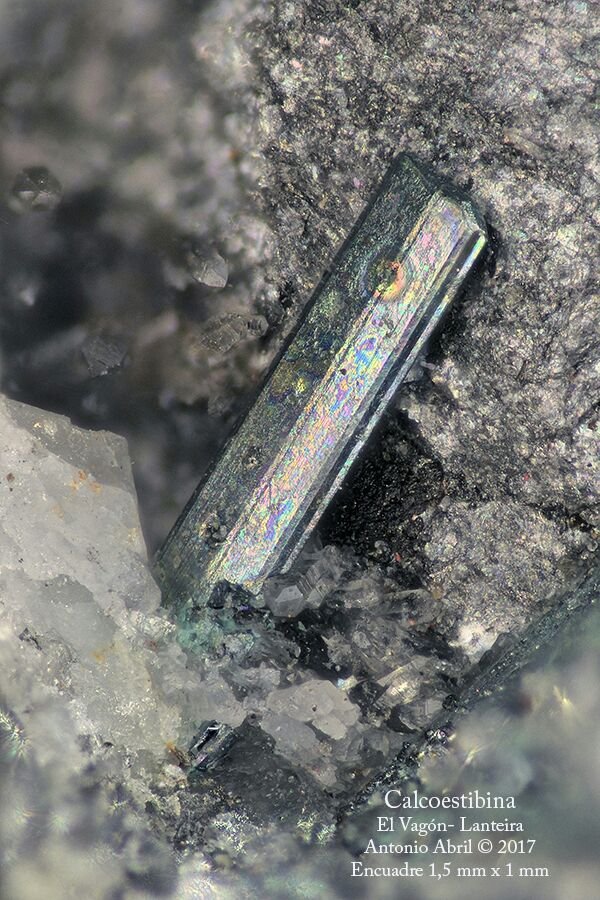 Chalcoestibita (Calcoestibita)
FOV = 1,5 x 1 mm
(Autor: Antonio Alcaide)