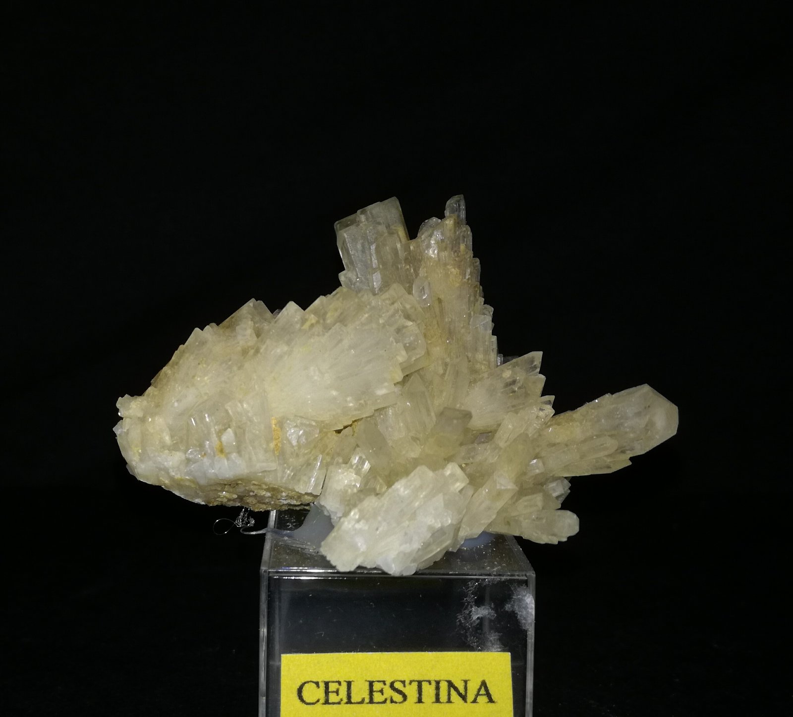 Celestina
6cm x 4cm
(Autor: srm13151)