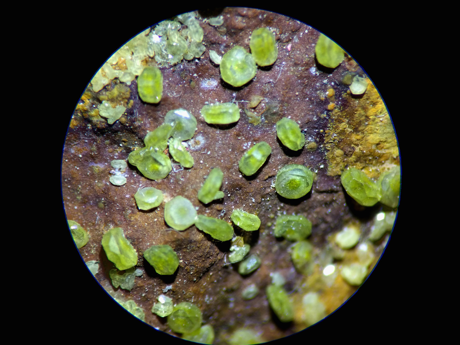 Mimetita
C.d.v. 0,2 x 0,2 cm
(Autor: carles)
