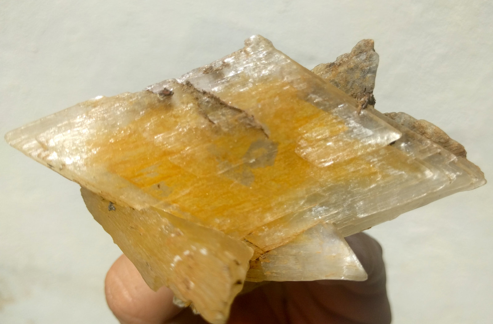 Yeso
9,3 x 4,4 cm.
(Autor: carles)
