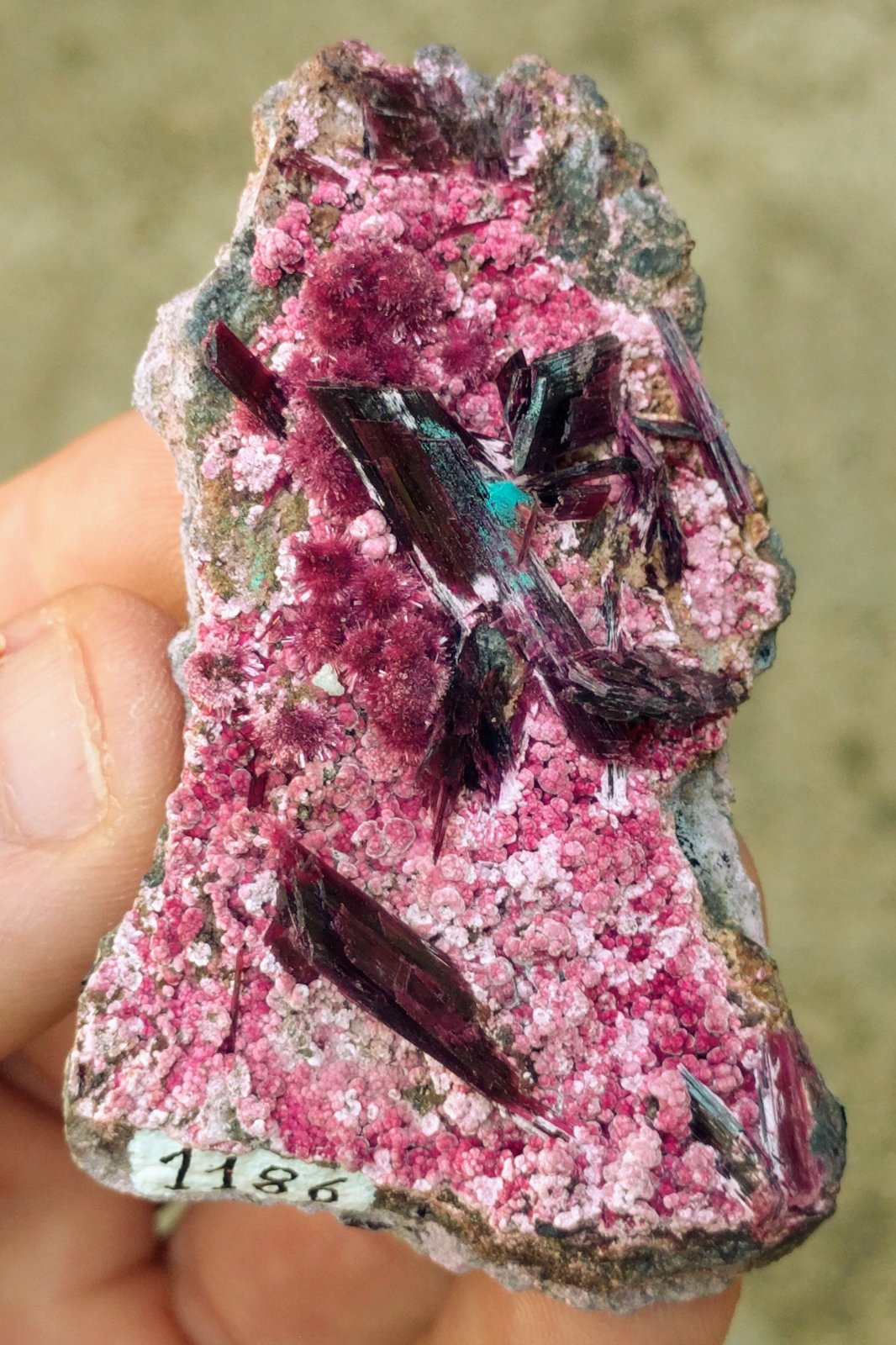 Eritrita (Eritrina)
6,2 x 3,8 cm.
(Autor: carles)