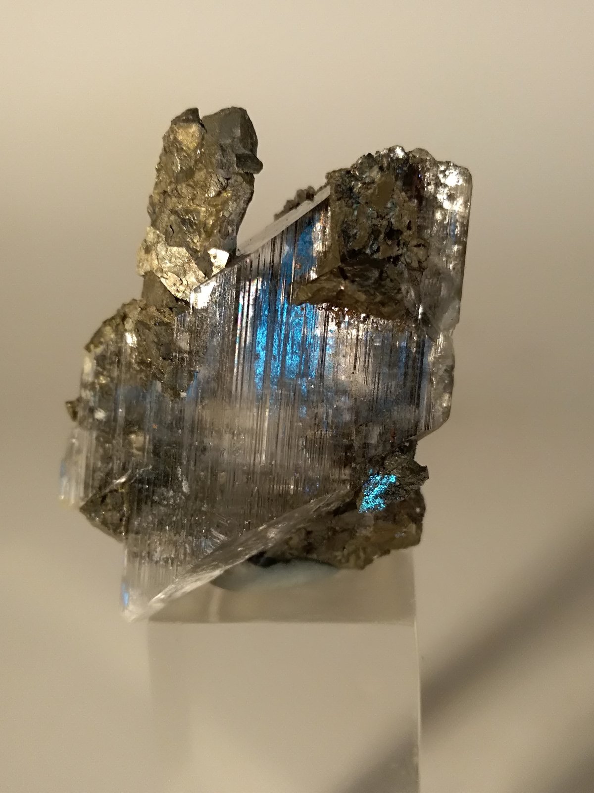 Pirita, Yeso
31 x 23 mm
(Autor: Sante Celiberti)