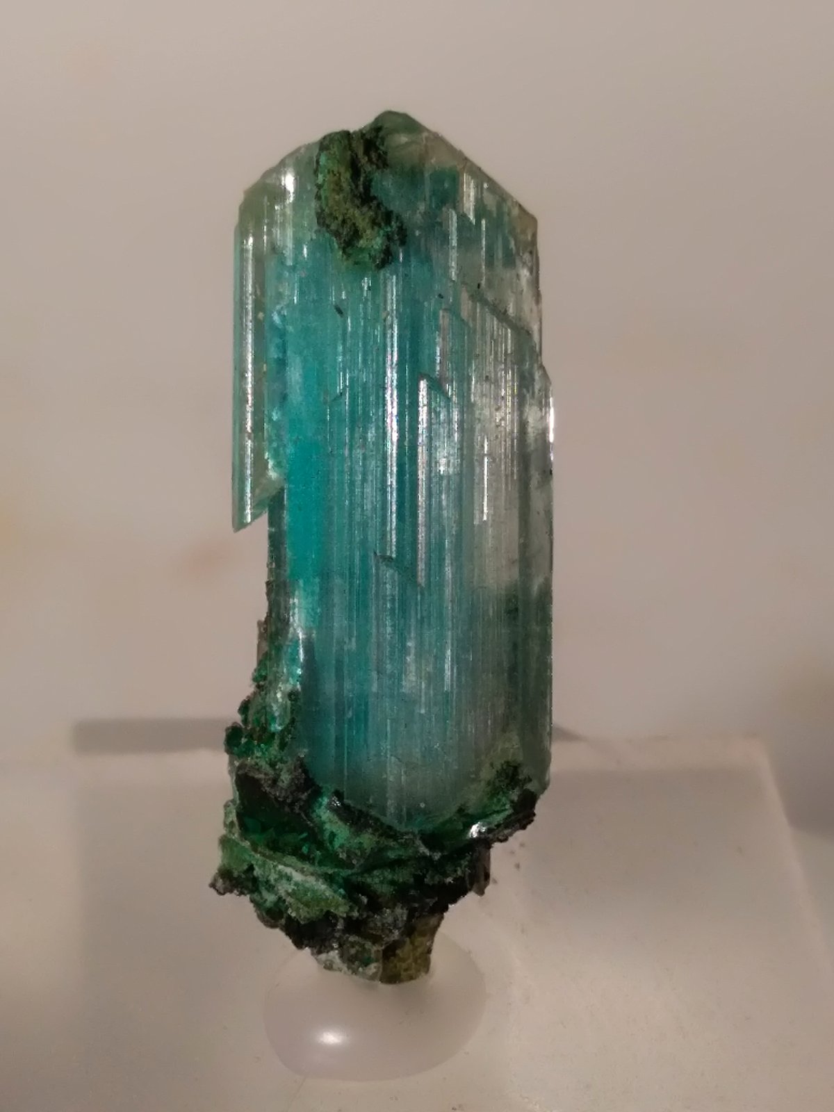 Yeso, Crisocola
29 x 9,5 mm
(Autor: Sante Celiberti)