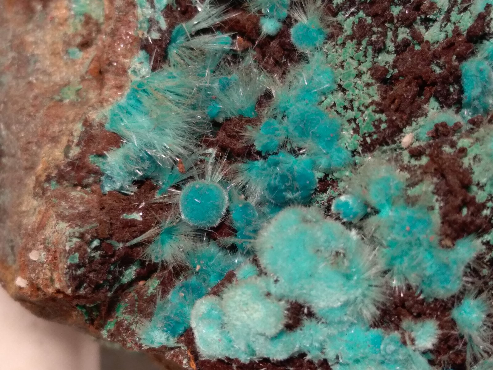Aurichalcita, Rosasita
107 x 62 mm
(Autor: Sante Celiberti)