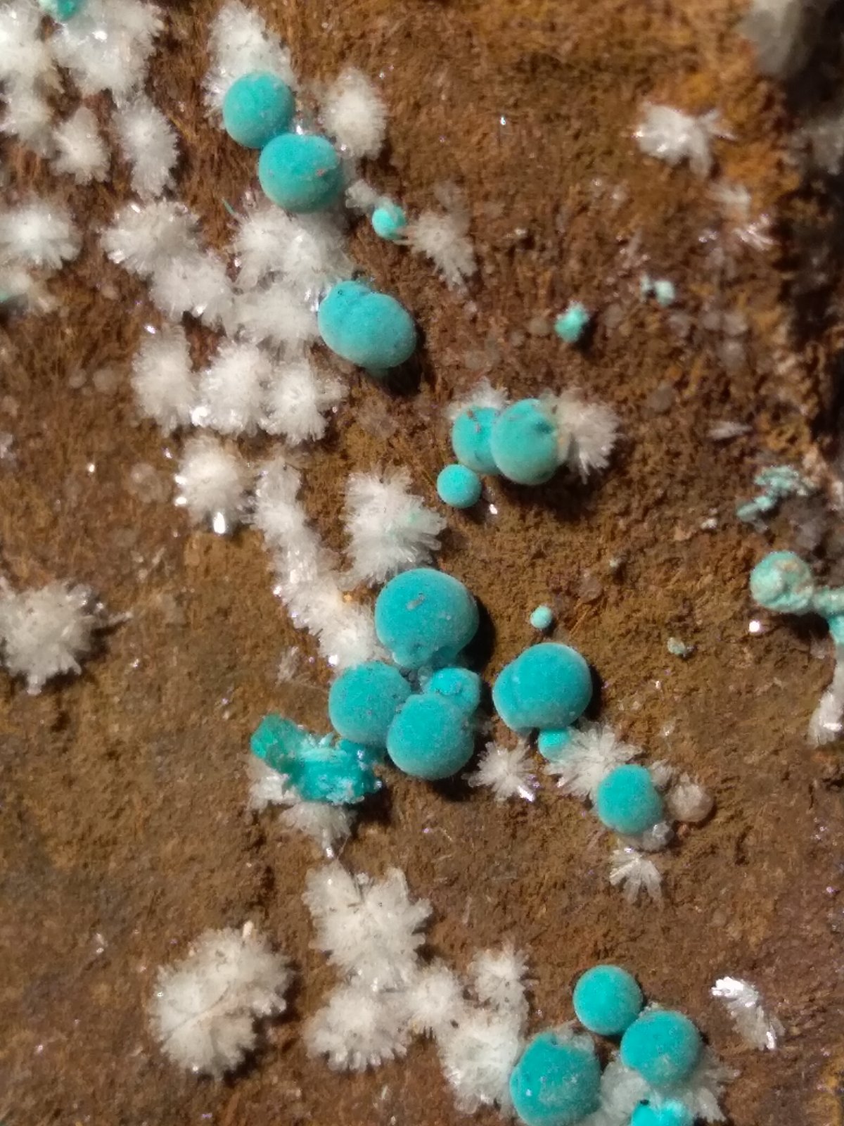 Rosasita. Aurichalcita, Hemimorfita
96 x 50 mm
(Autor: Sante Celiberti)