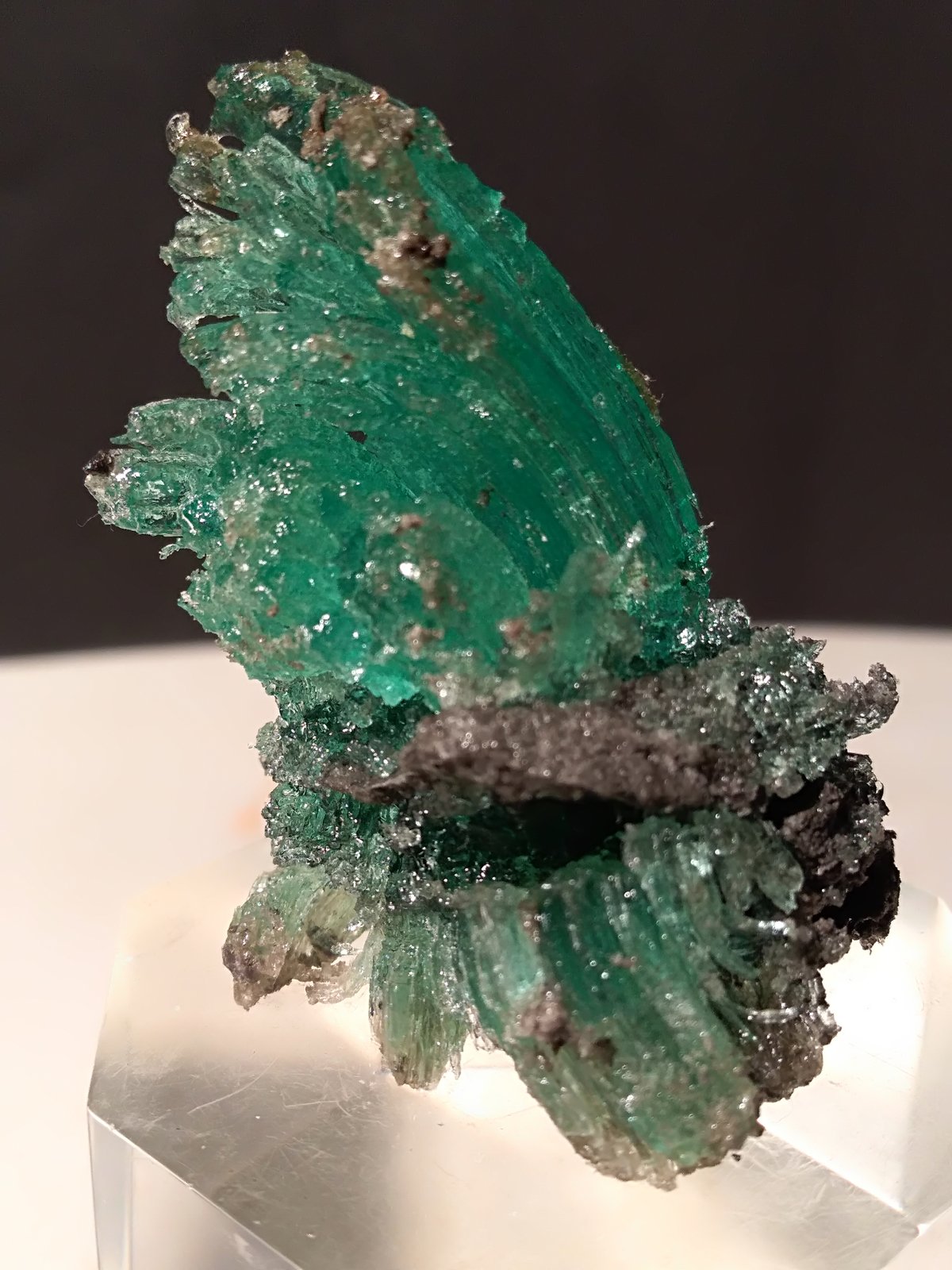 Calcantita
48 x 29 mm
(Autor: Sante Celiberti)