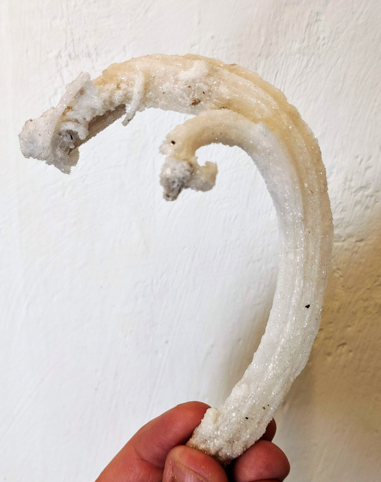 Yeso
11,1 x 4,1 cm.
(Autor: carles)