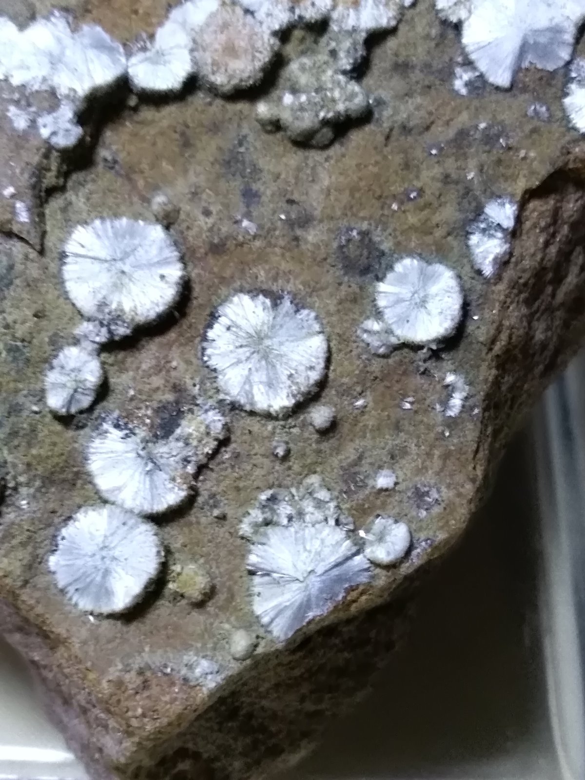 Dawsonita
45 x 33 mm
(Autor: Sante Celiberti)