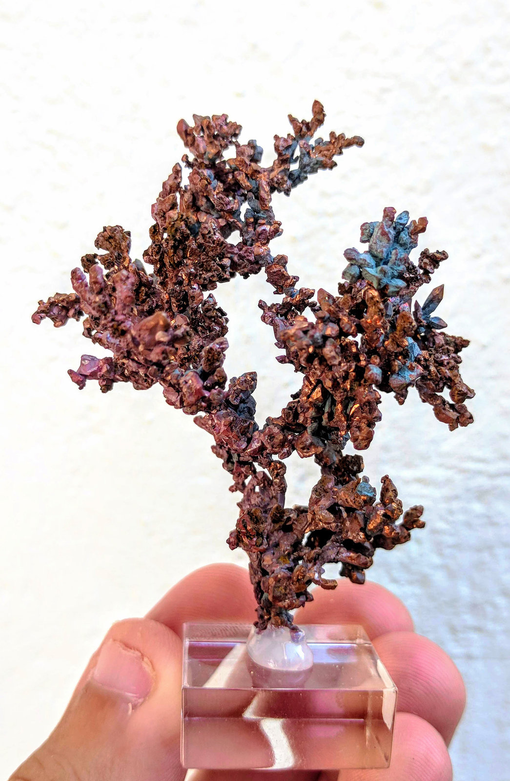 Cobre
5,6 x 6,7 cm
(Autor: carles)