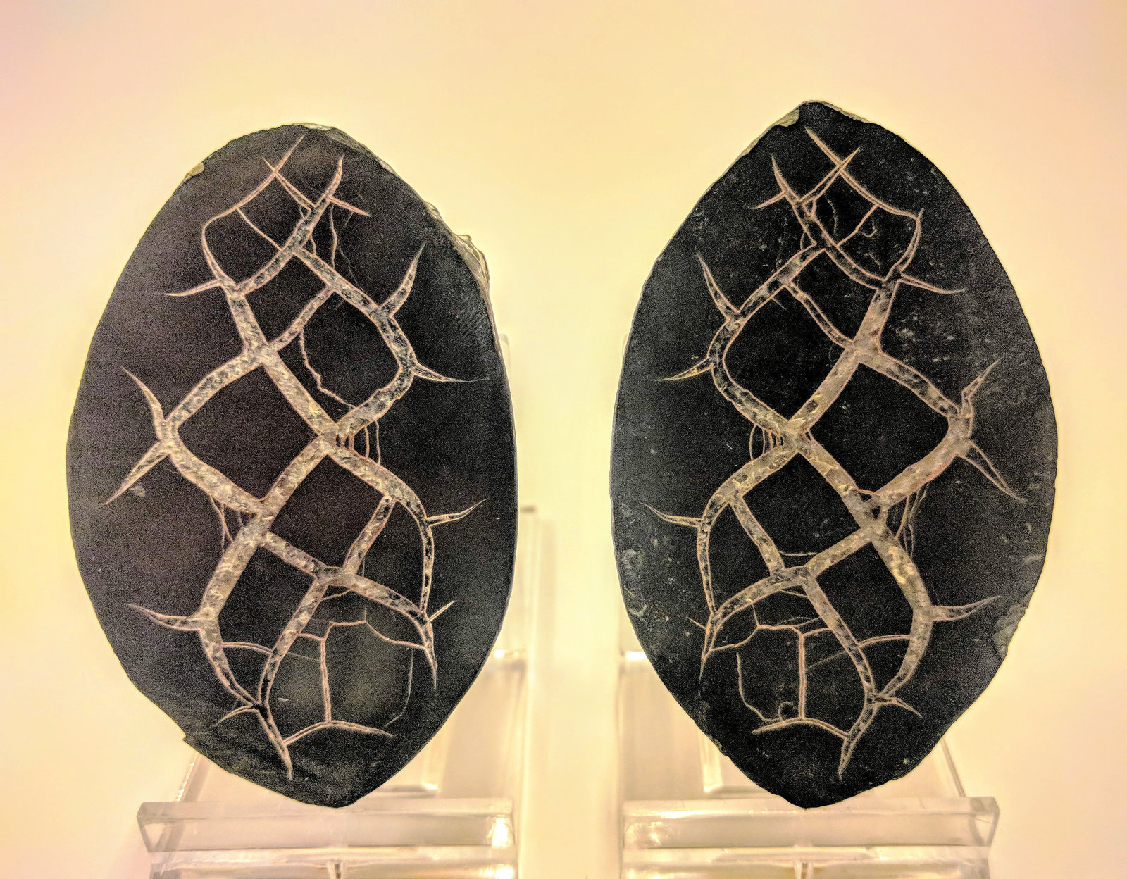 Calcita (variedad septaria)
7,1 x 4,0 cm.
(Autor: carles)