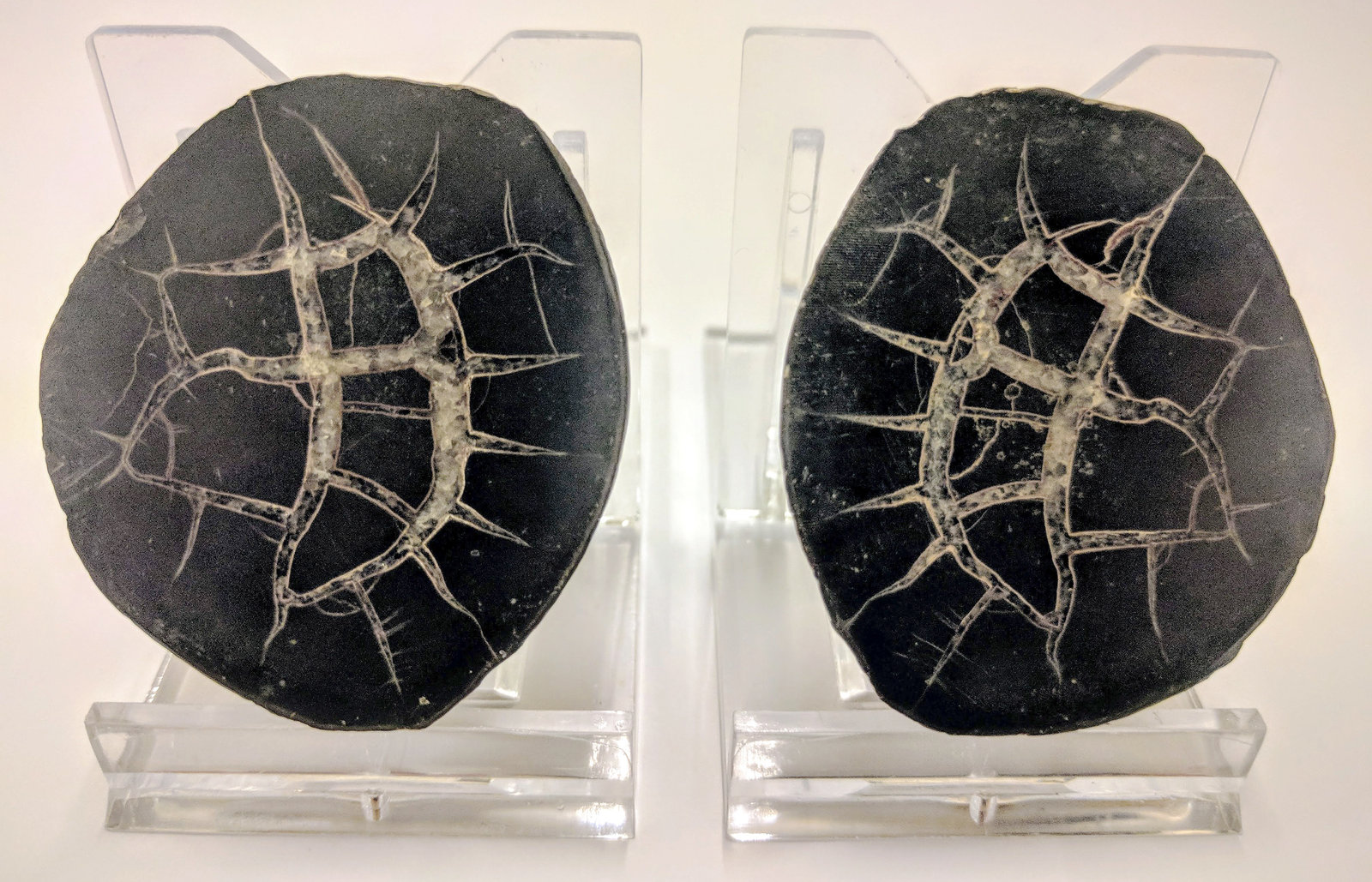 Calcita (variedad septaria)
4,1 x 5,0 cm.
(Autor: carles)