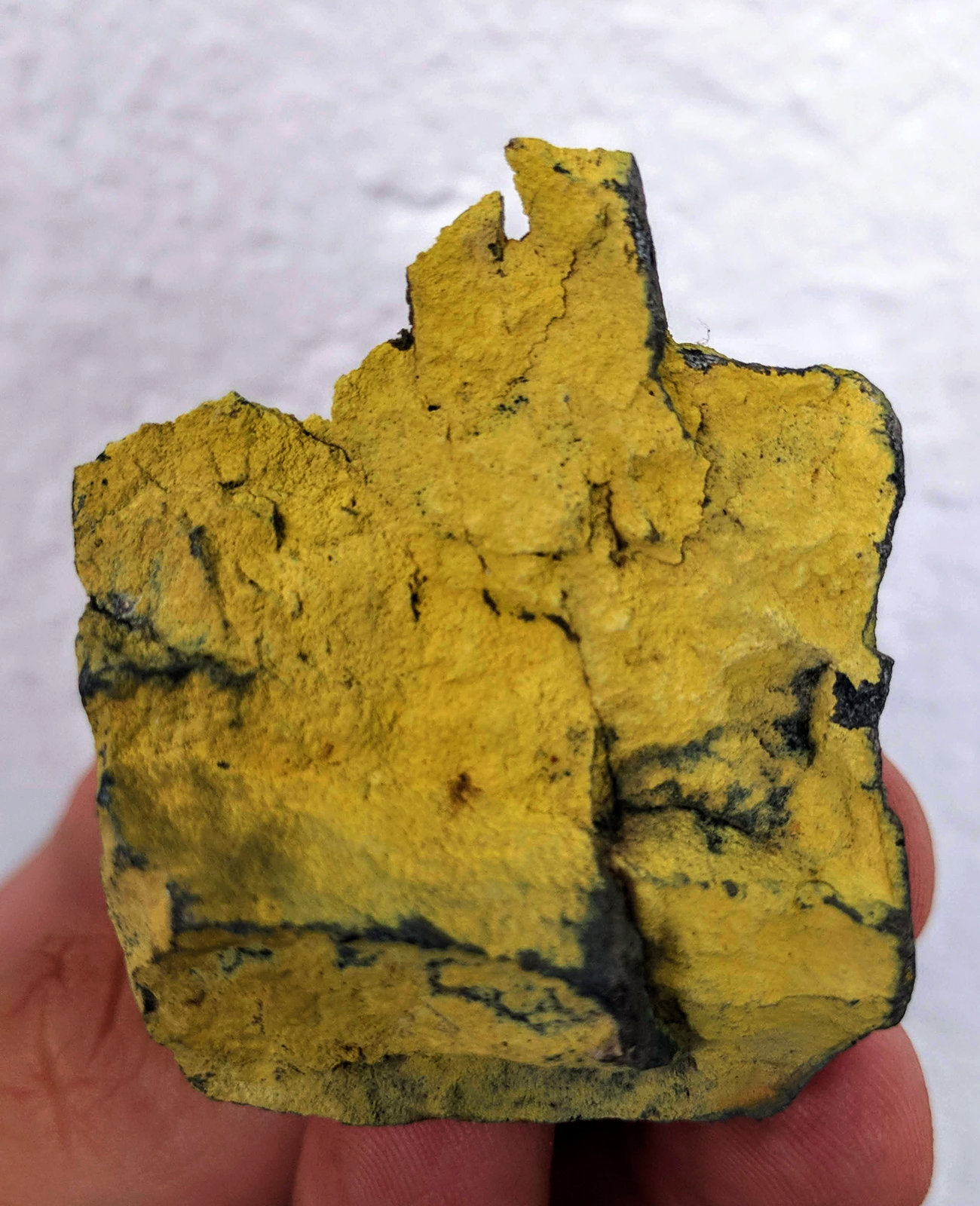 Schuetteita
4,0 x 4,3 cm.
(Autor: carles)