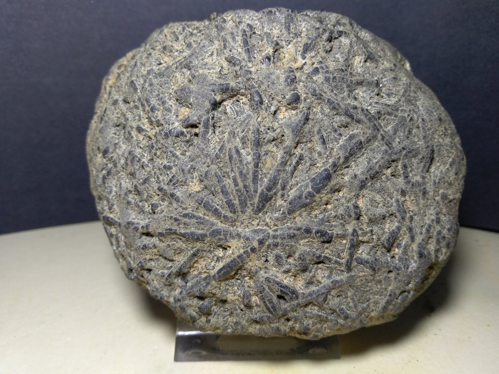 Andalucita (variedad quiastolita)
96 x 83 mm
(Autor: Sante Celiberti)