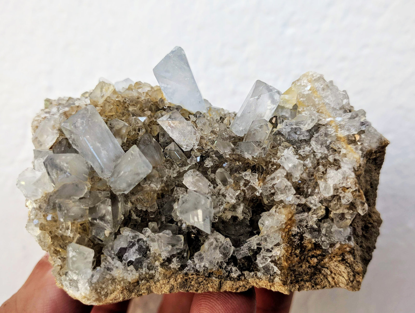 Celestina
7,0 x 4,8 cm.
(Autor: carles)