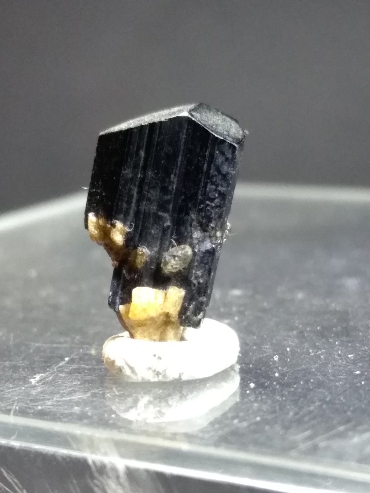 Schorlo
13,7 x 7 mm
(Autor: Sante Celiberti)