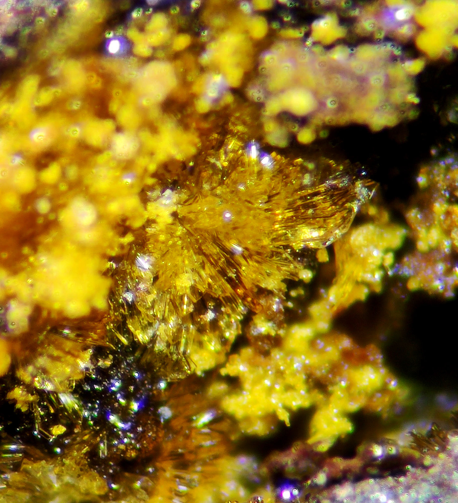 Sideronatrita
C.d.v. 0,6 mm.
(Autor: carles)