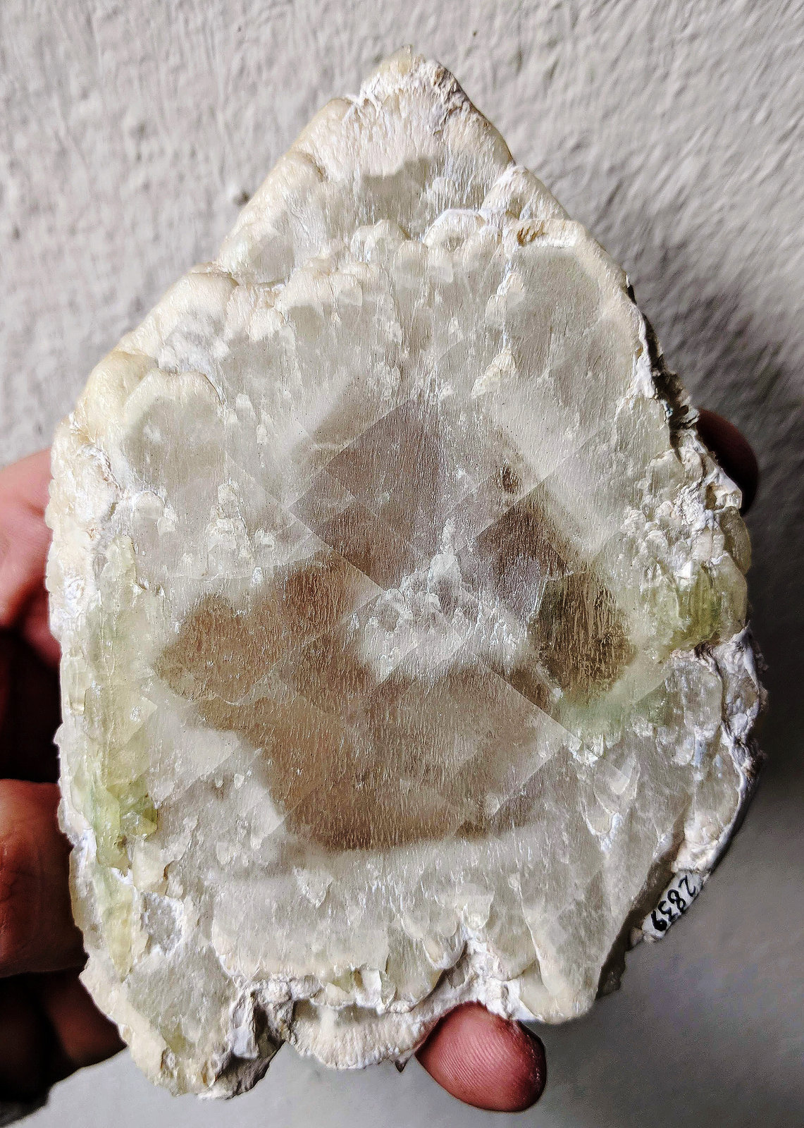 Barita, Actinolita
12,6 x 8,2 cm.
(Autor: carles)