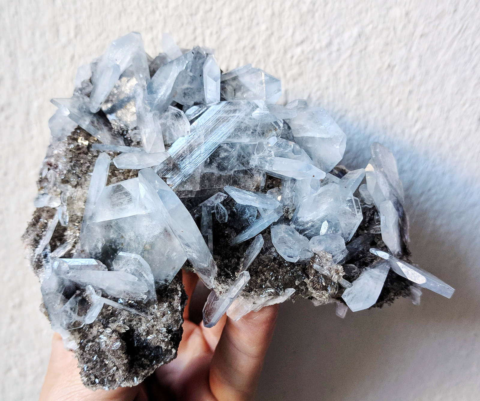 Celestina
12,0 x 10,3 cm.
(Autor: carles)