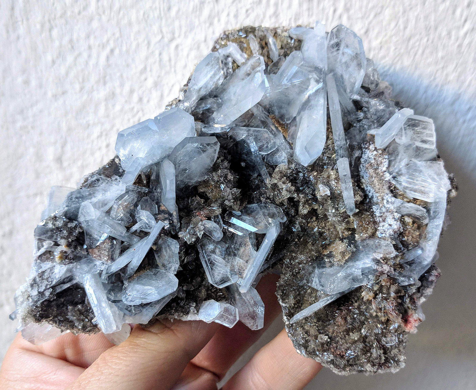 Celestina
12,0 x 10,3 cm.
(Autor: carles)
