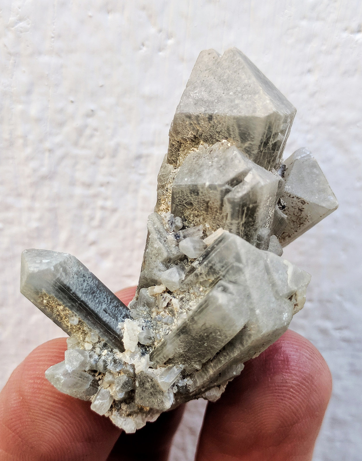 Celestina
4,5 x 3,0 cm.
(Autor: carles)