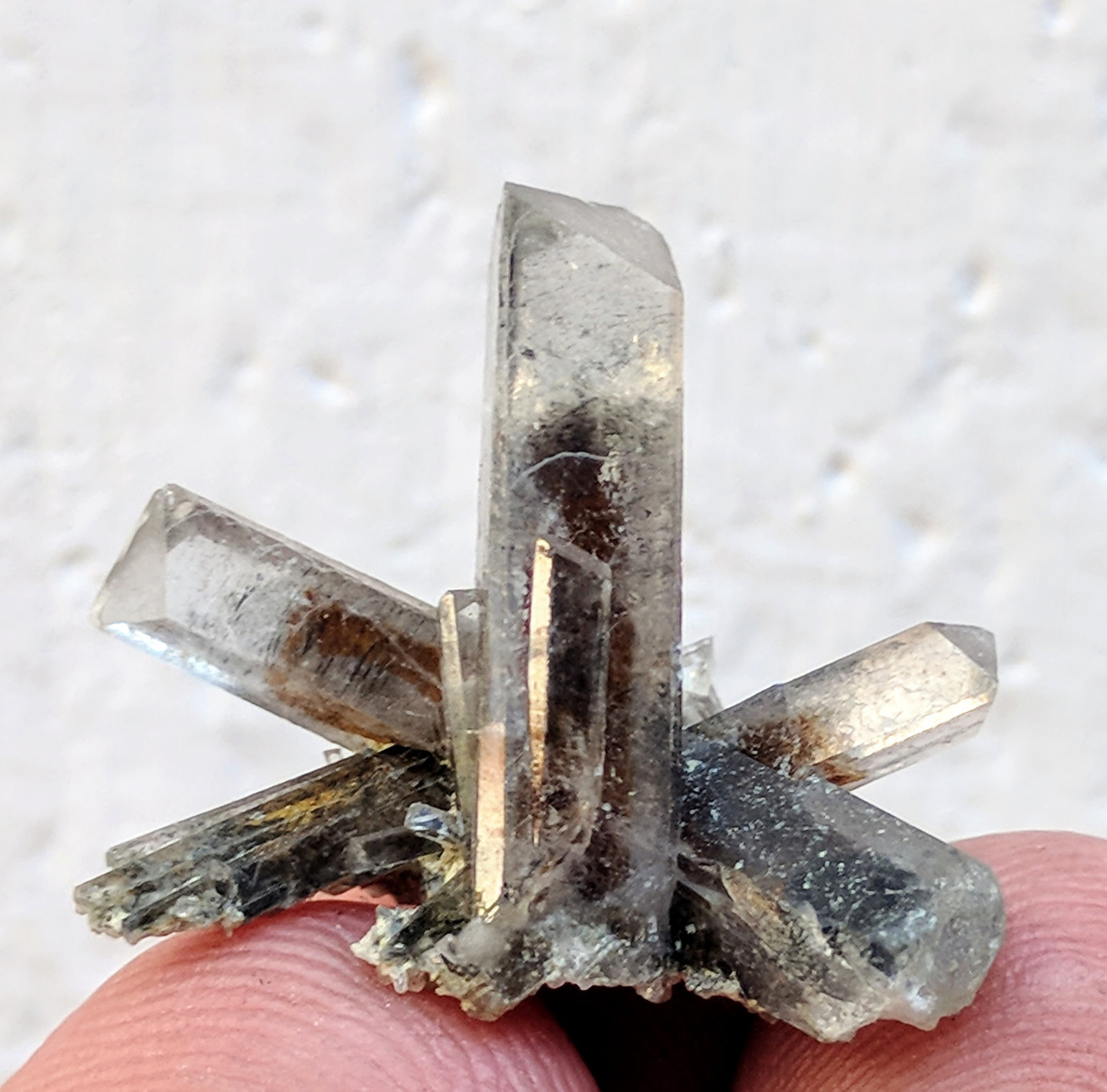 Celestina
2,2 x 2,0 x 1,5 cm.
(Autor: carles)