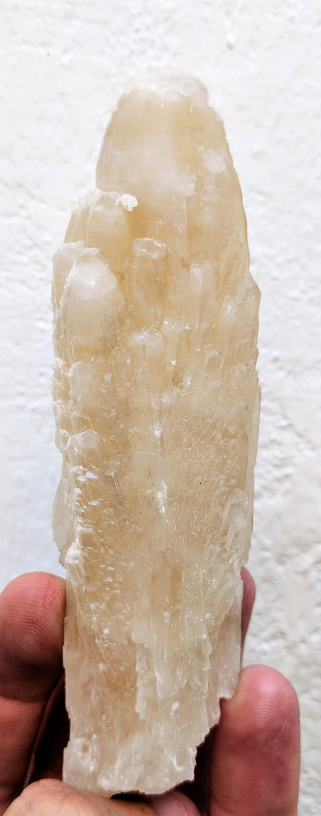 Celestina
12,5 x 3,6 cm.
(Autor: carles)